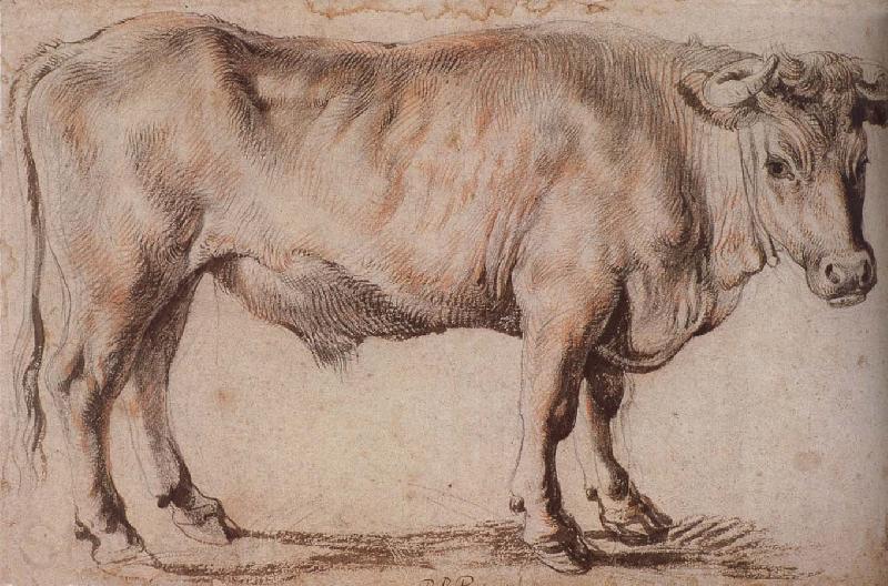 Peter Paul Rubens Bull France oil painting art